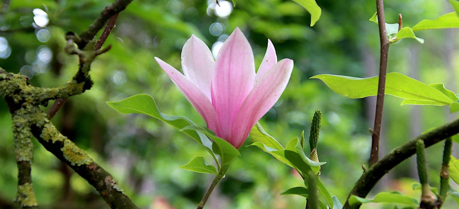 magnolia-5153005_1280